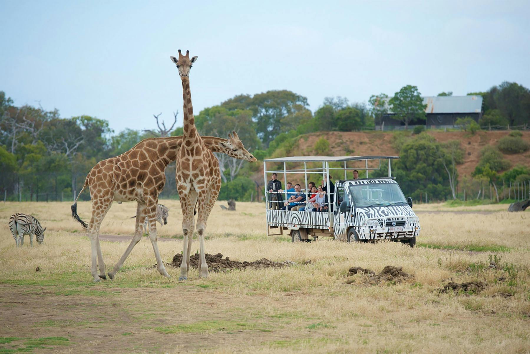two giraffes in front of a tour bus