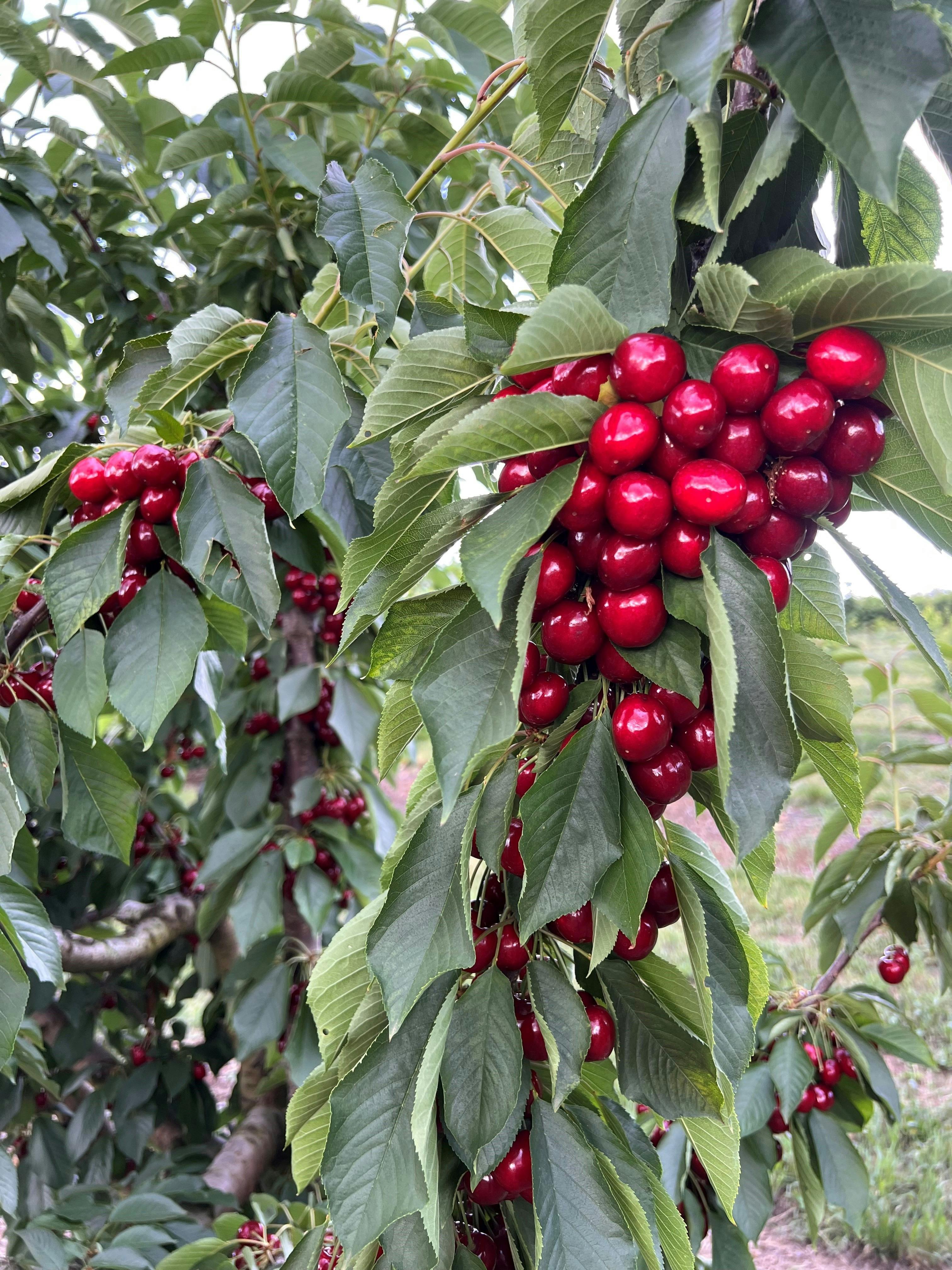 Cherries on the tree before being picked