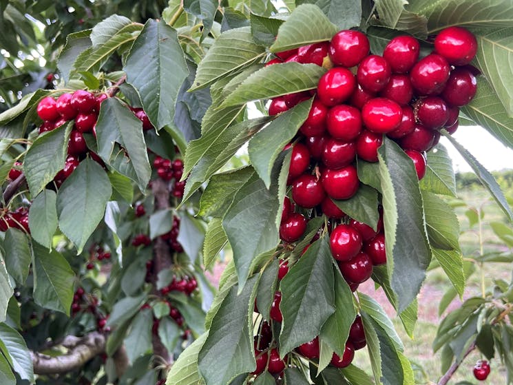 Cherries on the tree before being picked