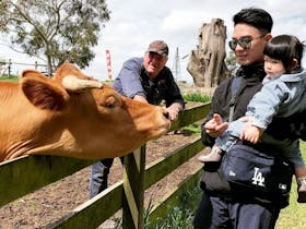 Farmer Bruce with Cow and Visitors at Echo Farm Mount Gambier