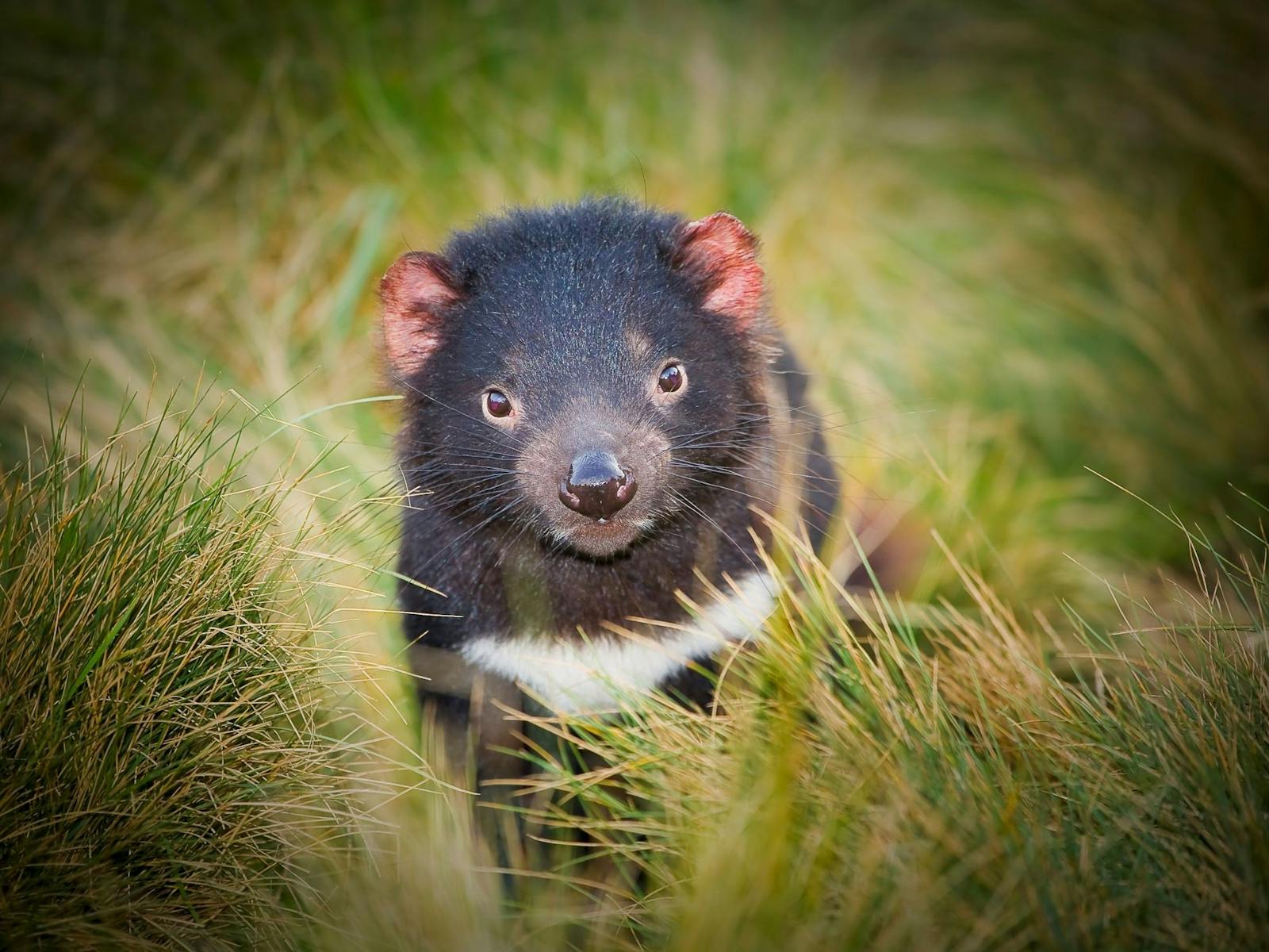Devils @ Cradle - Discover Tasmania