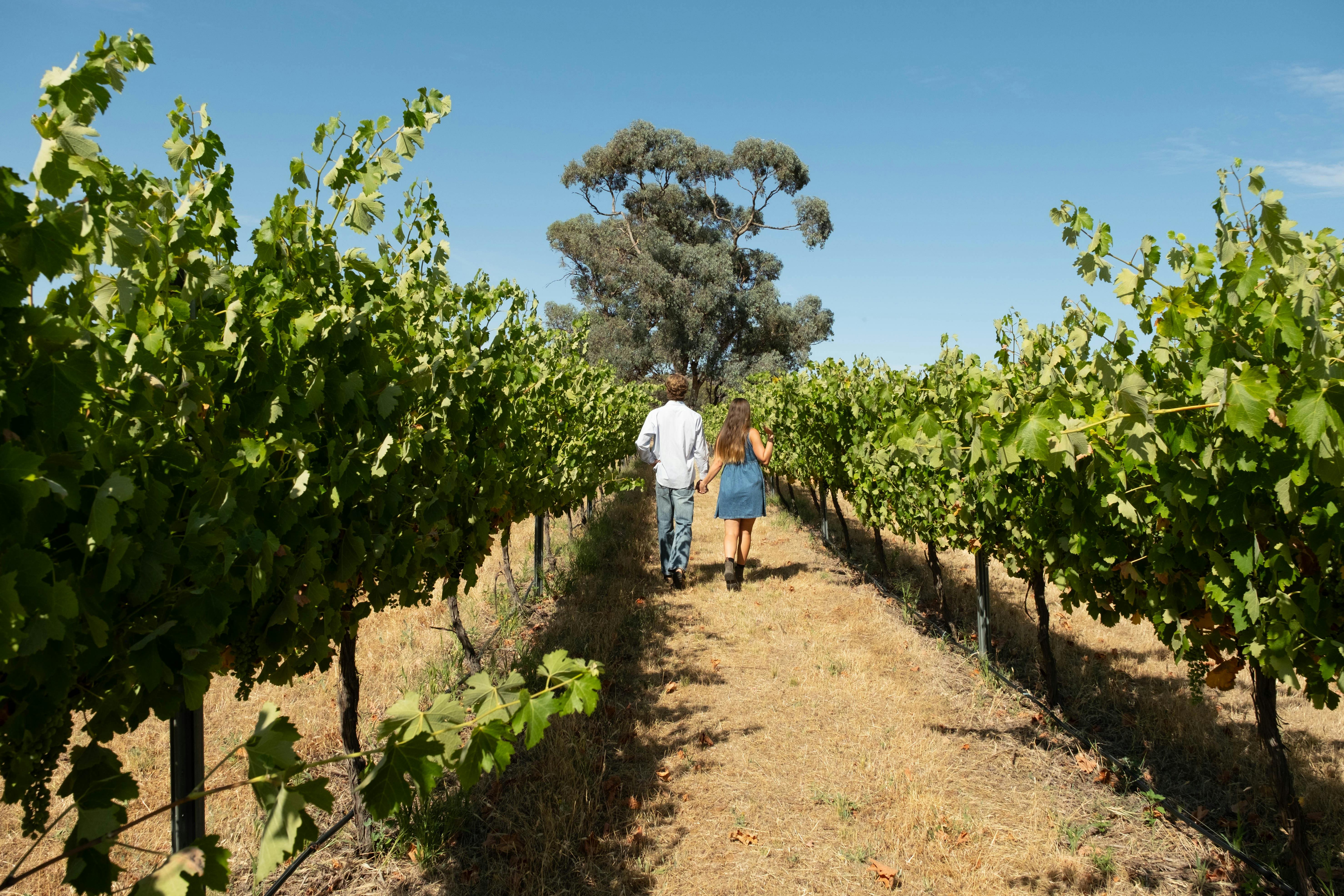 Couple walking down grape rows