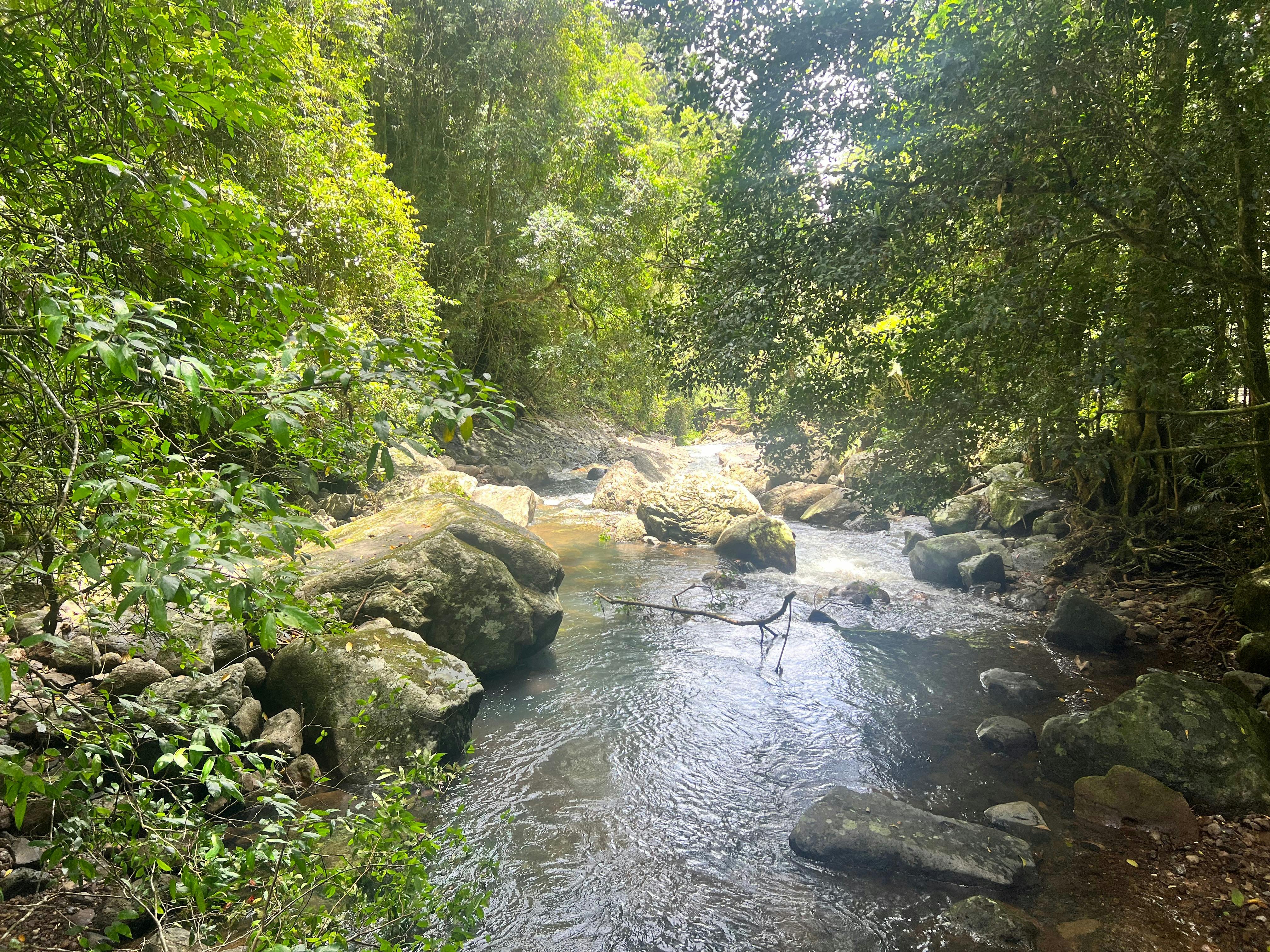 Springbrook and Tamborine Adventure