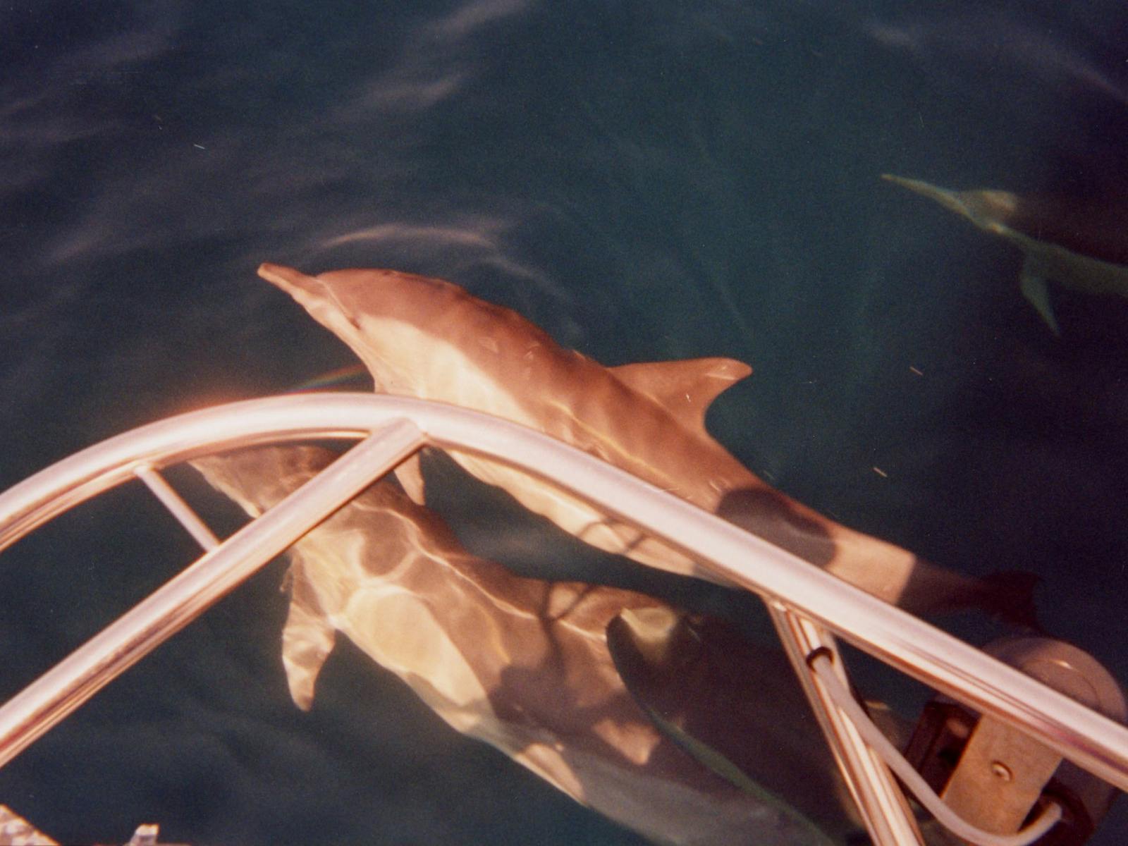 Dolphins,whales,sealsare often sighted