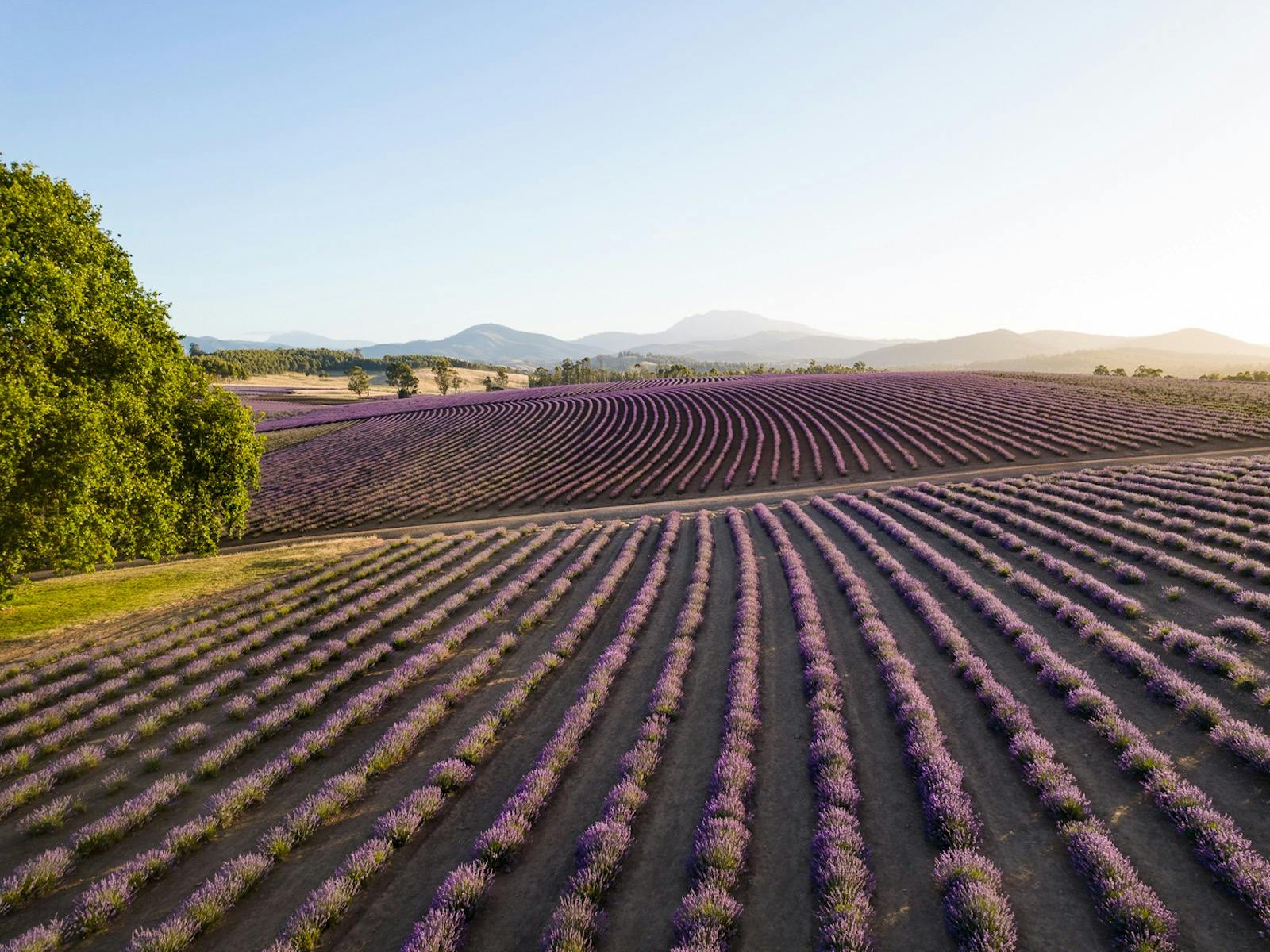 Drone Phto of Bridestowe Estate in summer lavender fields