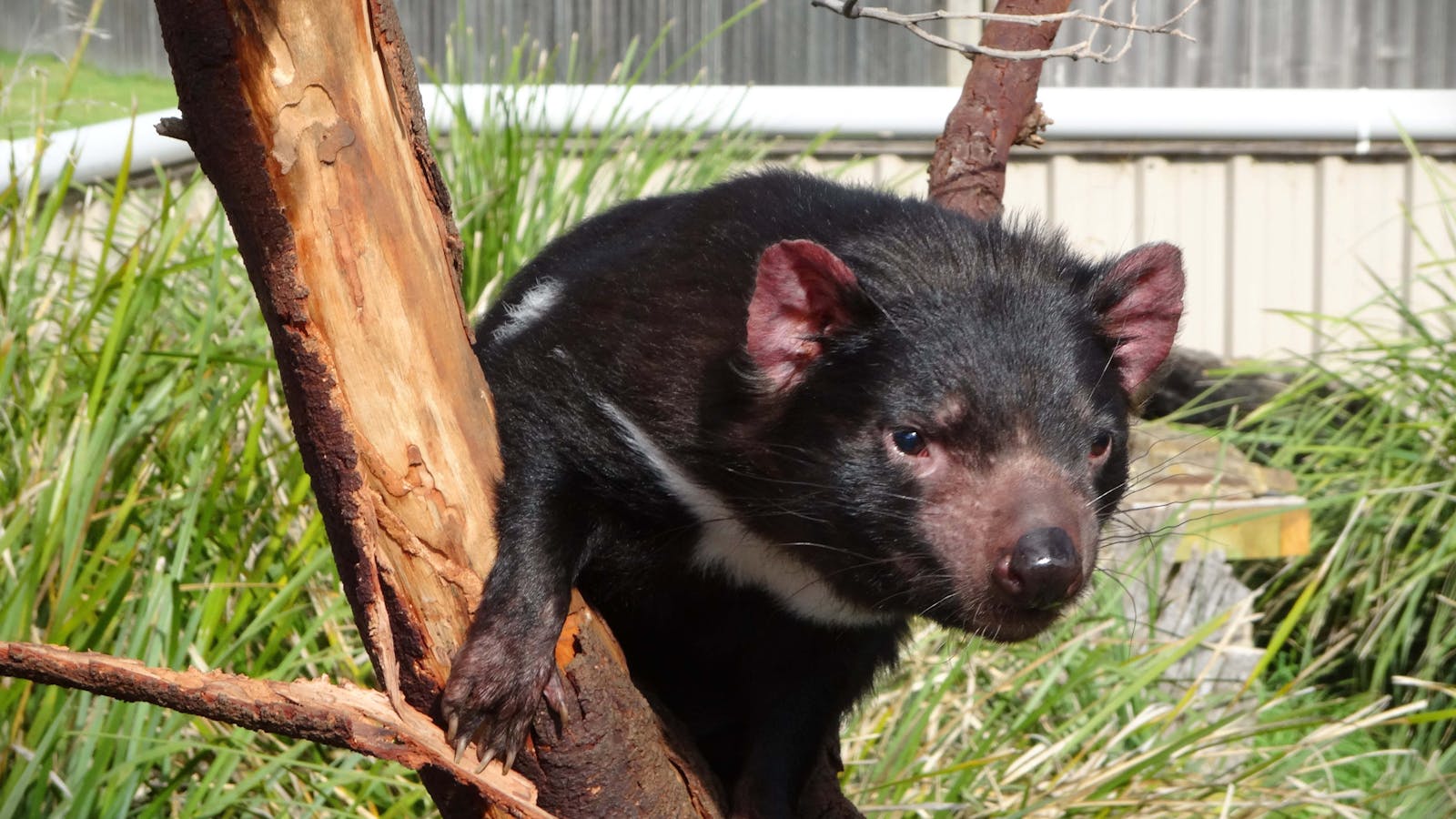 Up close & personal with the Tasmanian Devil.