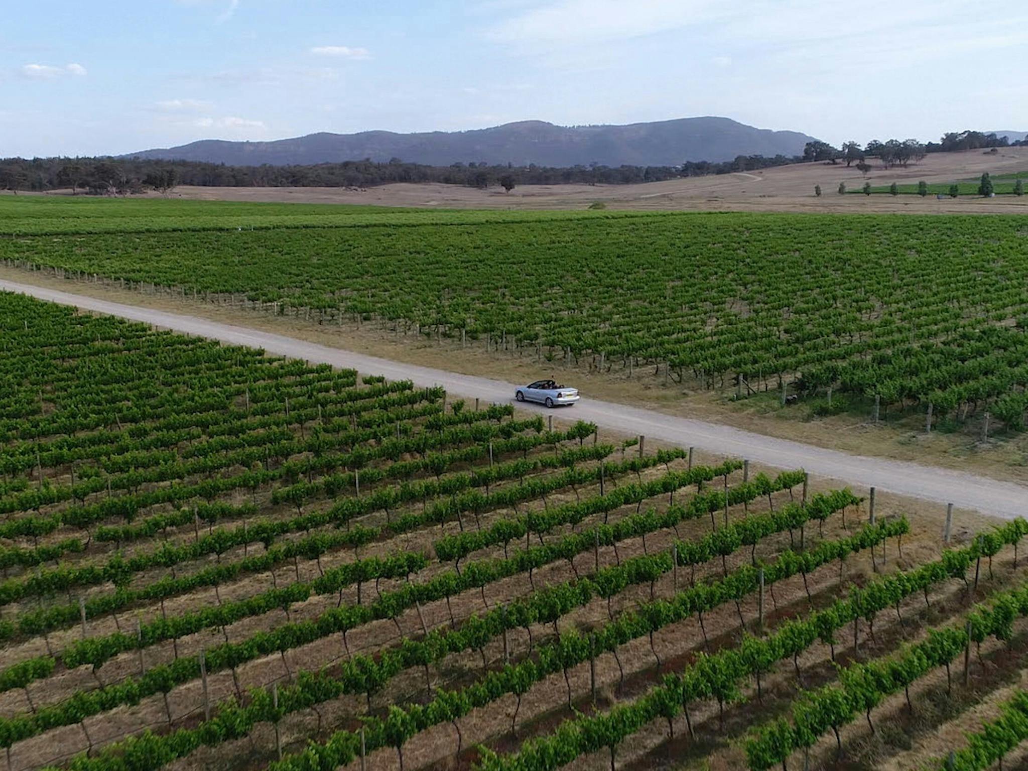 De Beaurepaire Wines, Rylstone: drive through 100,000+ vines to the cellar door
