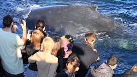 Humpback Whale, Sydney 2015