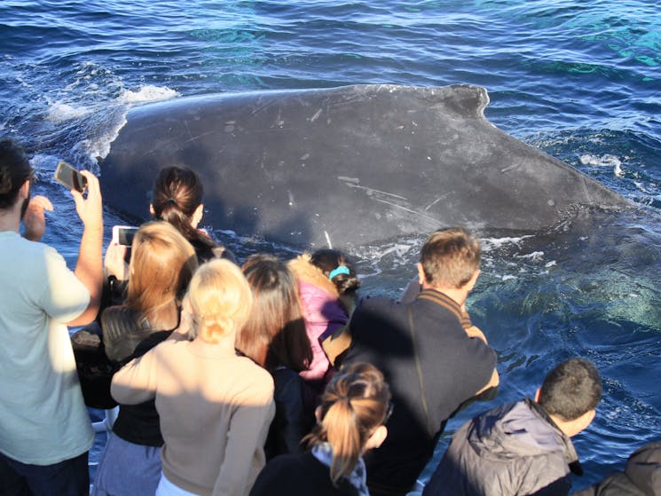 Humpback Whale, Sydney 2015