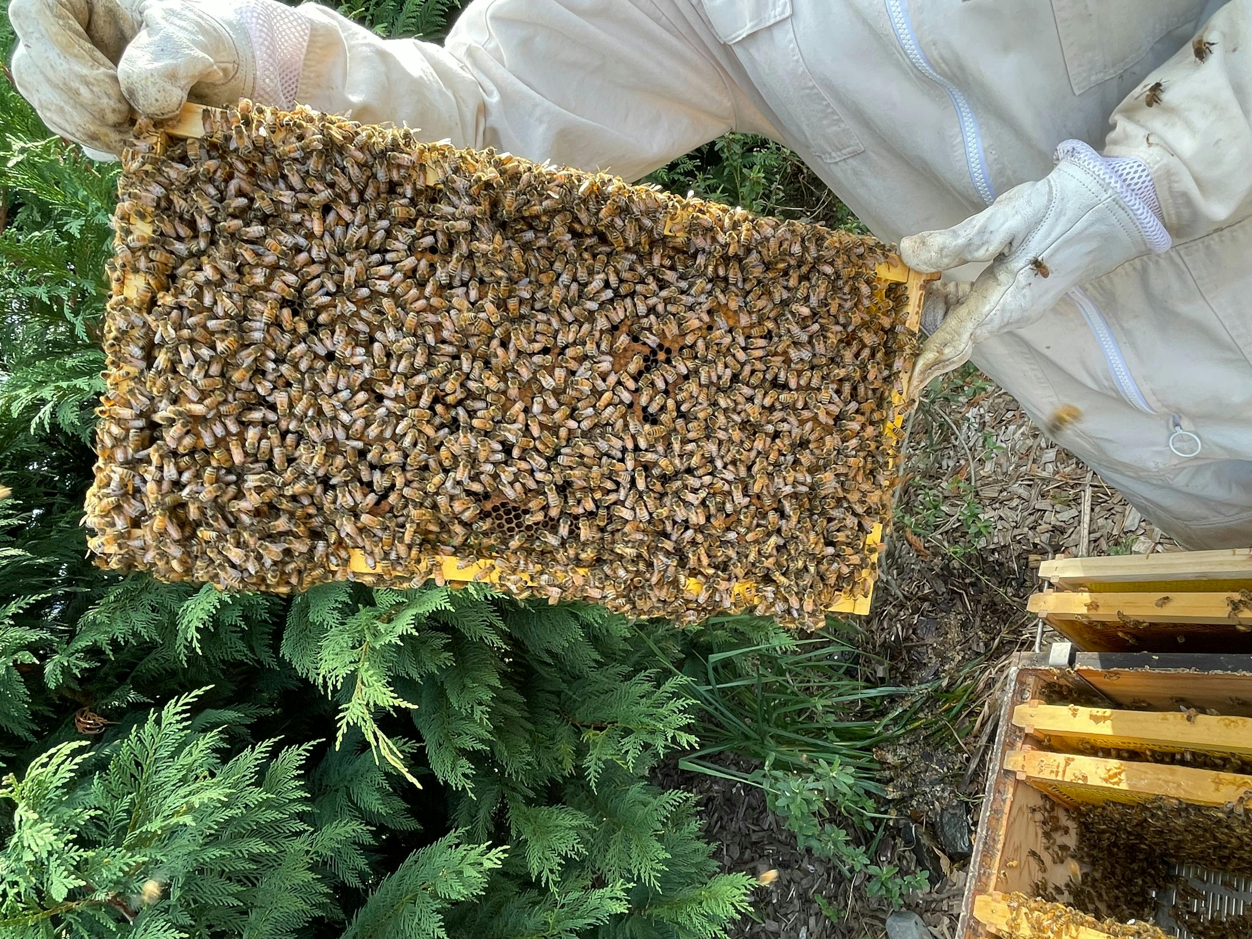 Busy bees