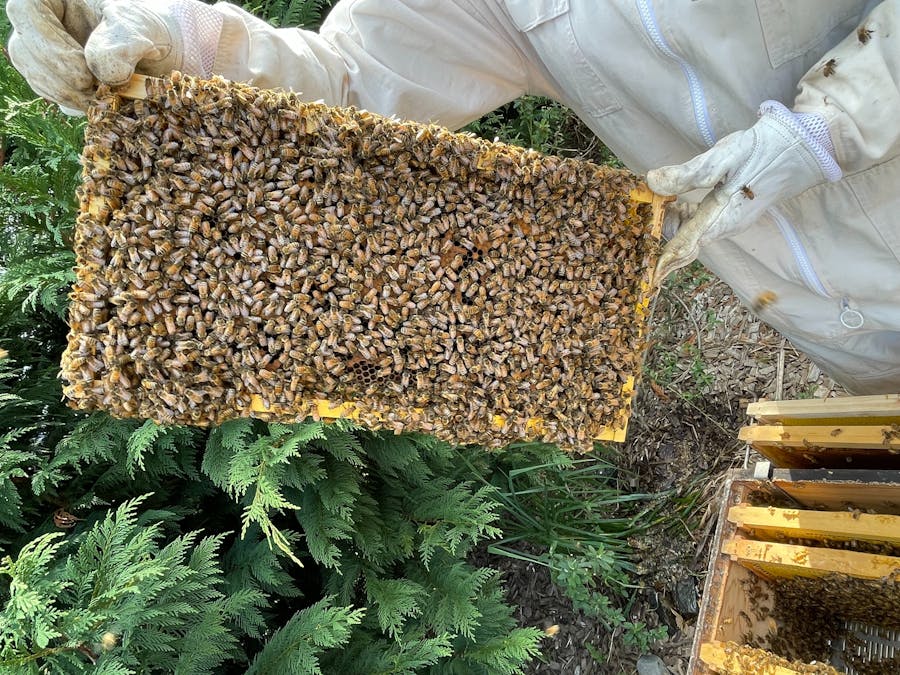 Busy bees