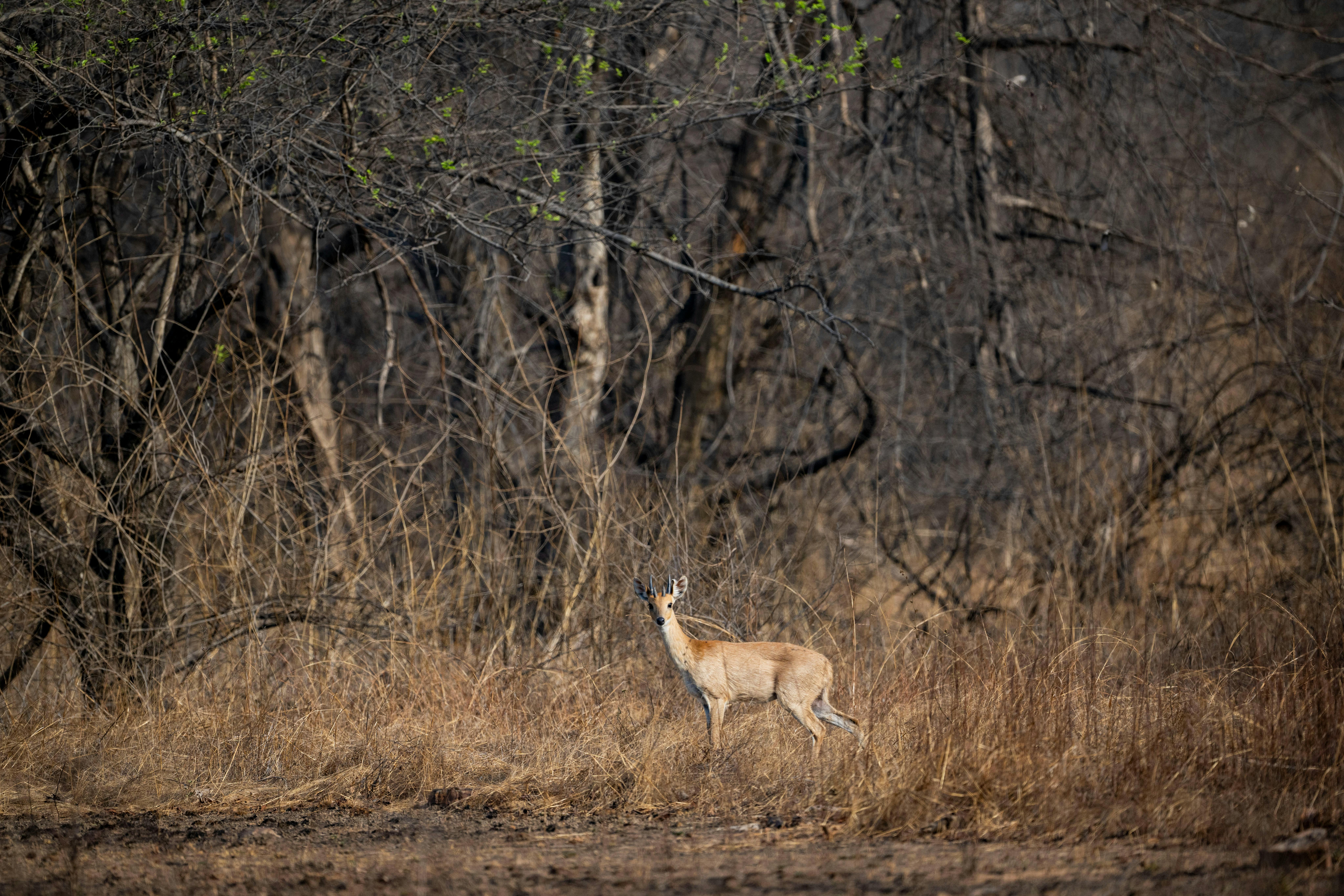 MP Tiger Circuit Tour