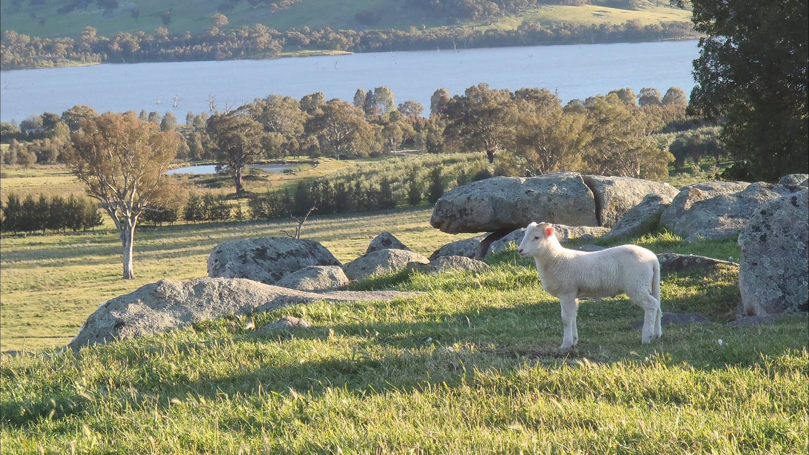 Wymah Organic Olives and Lambs