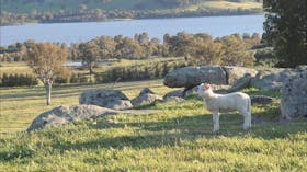 Wymah Organic Olives and Lambs