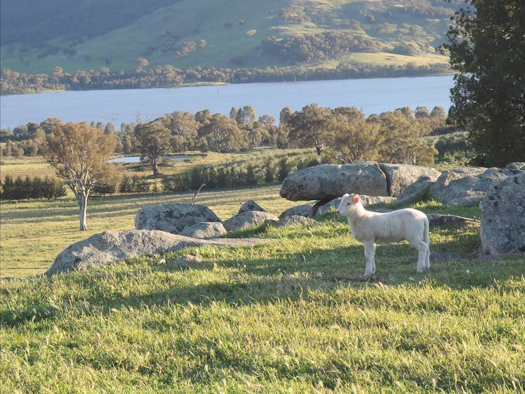 Wymah Organic Olives and Lambs