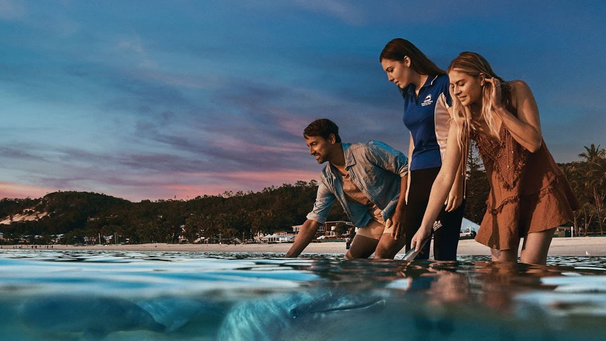 Tangalooma Dolphin Feeding