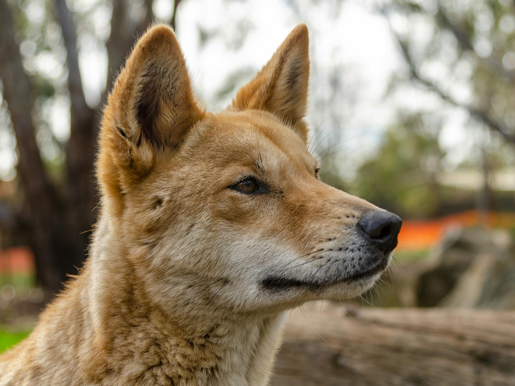 Dingo - Kyabram Fauna Park