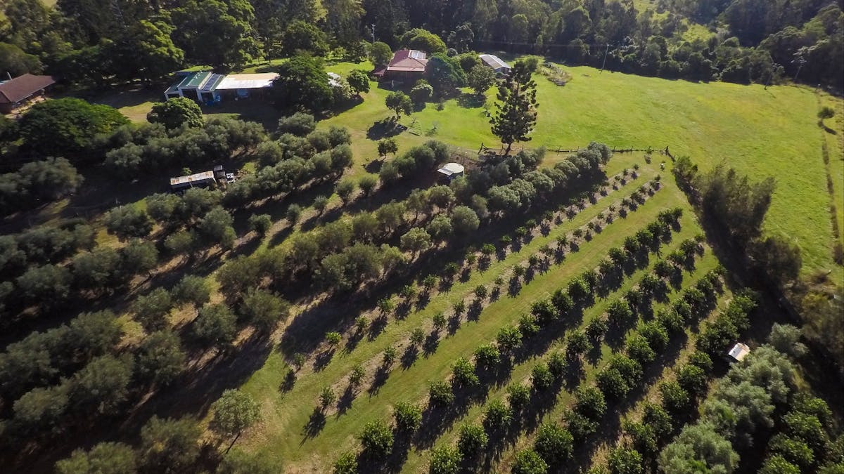 Watercress Creek Olives and Limes