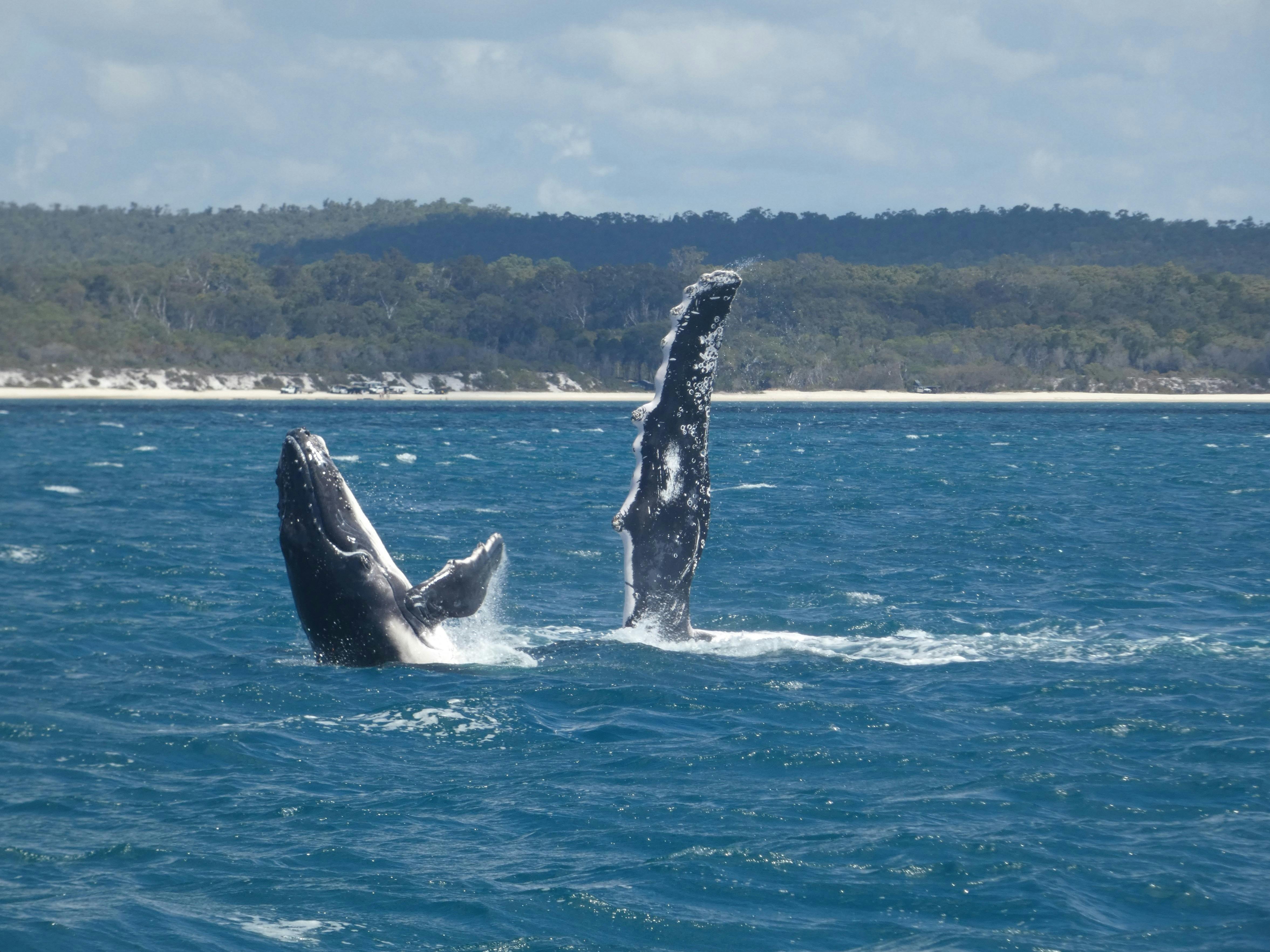 Mum and bub playing - Hervey Bay's Ultimate Whale Watch