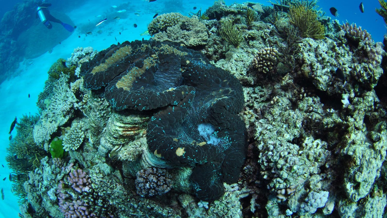 Wreck Bay Dive Site