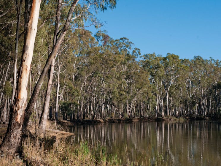 Barmah National Park