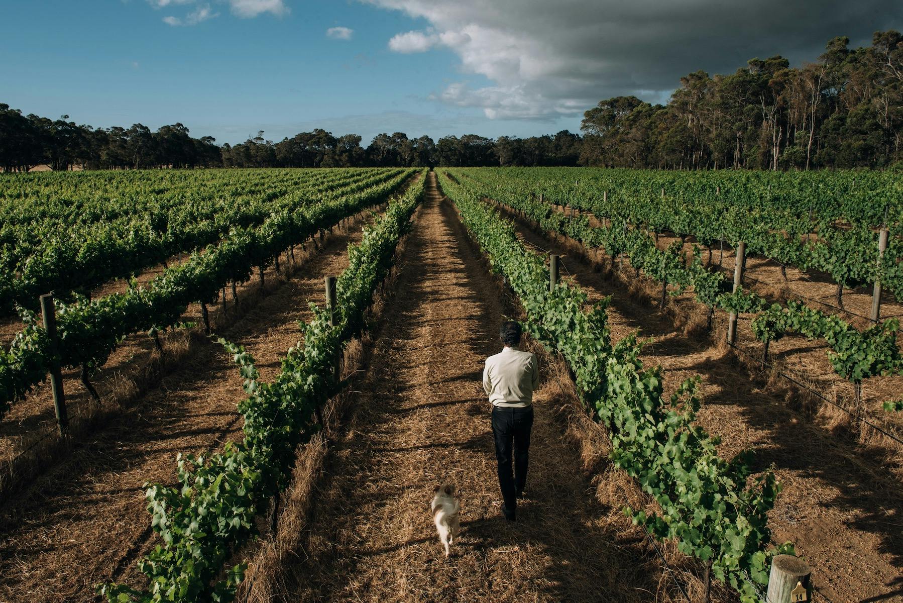 Robert and Rusty walking the vines