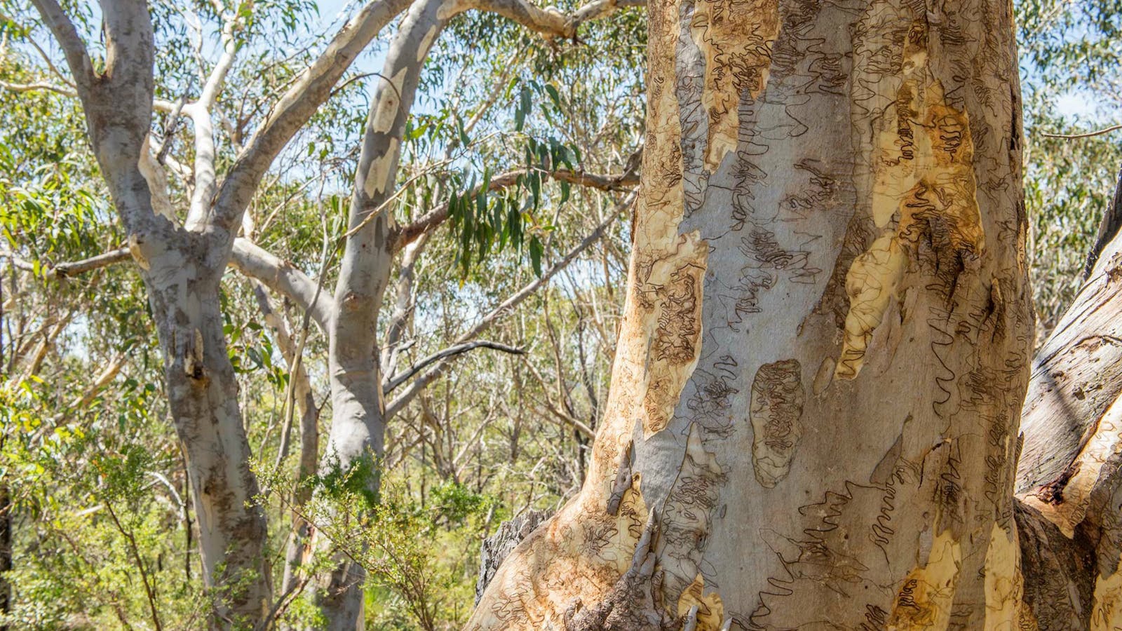 Pipeline and Bungaroo Tracks to Stepping Stones Crossing