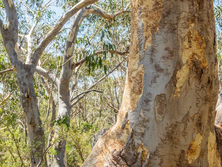 Pipeline and Bungaroo tracks to Stepping Stones trail, Garigal National Park. Photo: John Spencer