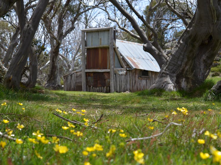 Historical Wallace's Hut set in amongst snowgums and native flowers