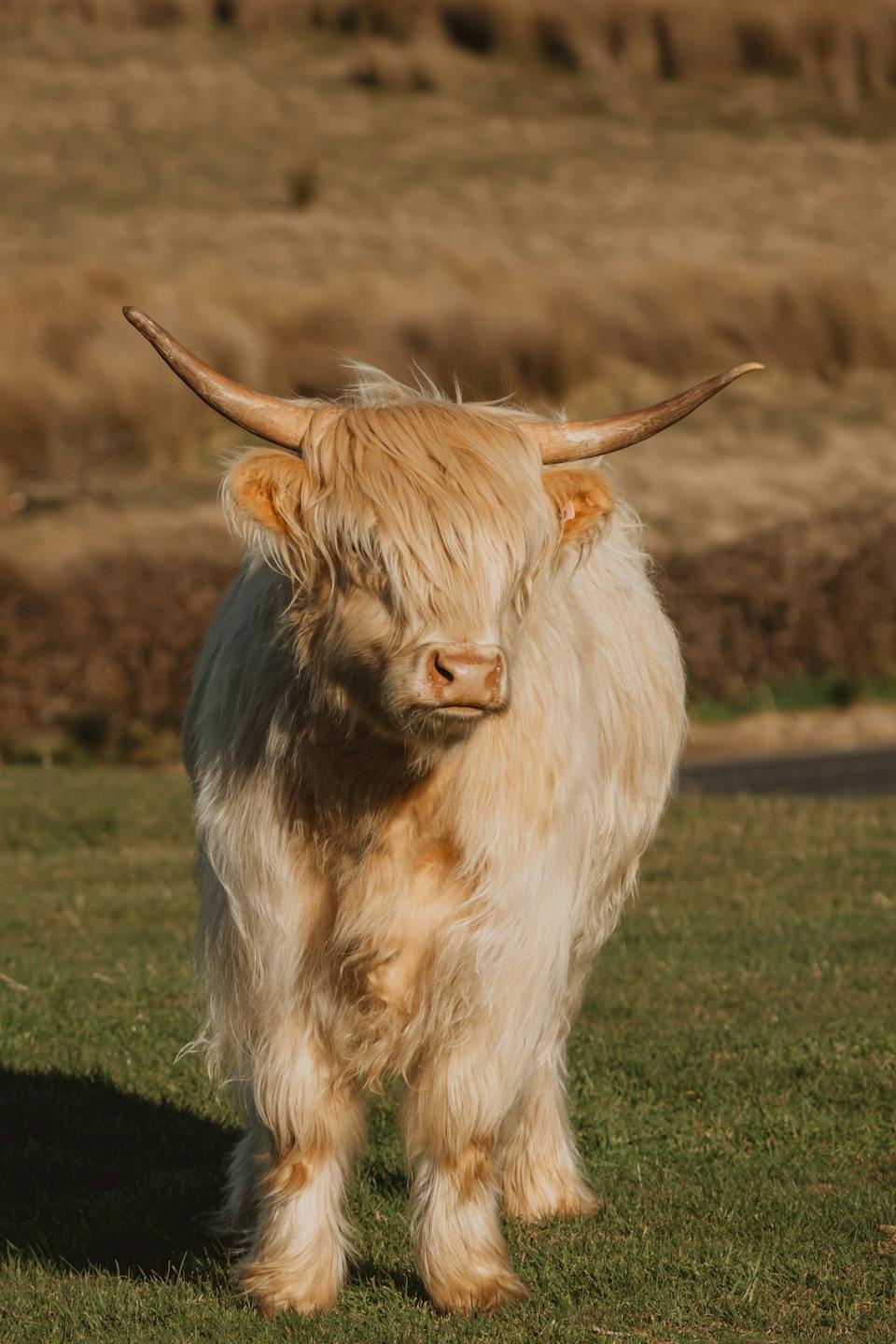 Cradle Mountain Highlands - Highland Cow Experience photo