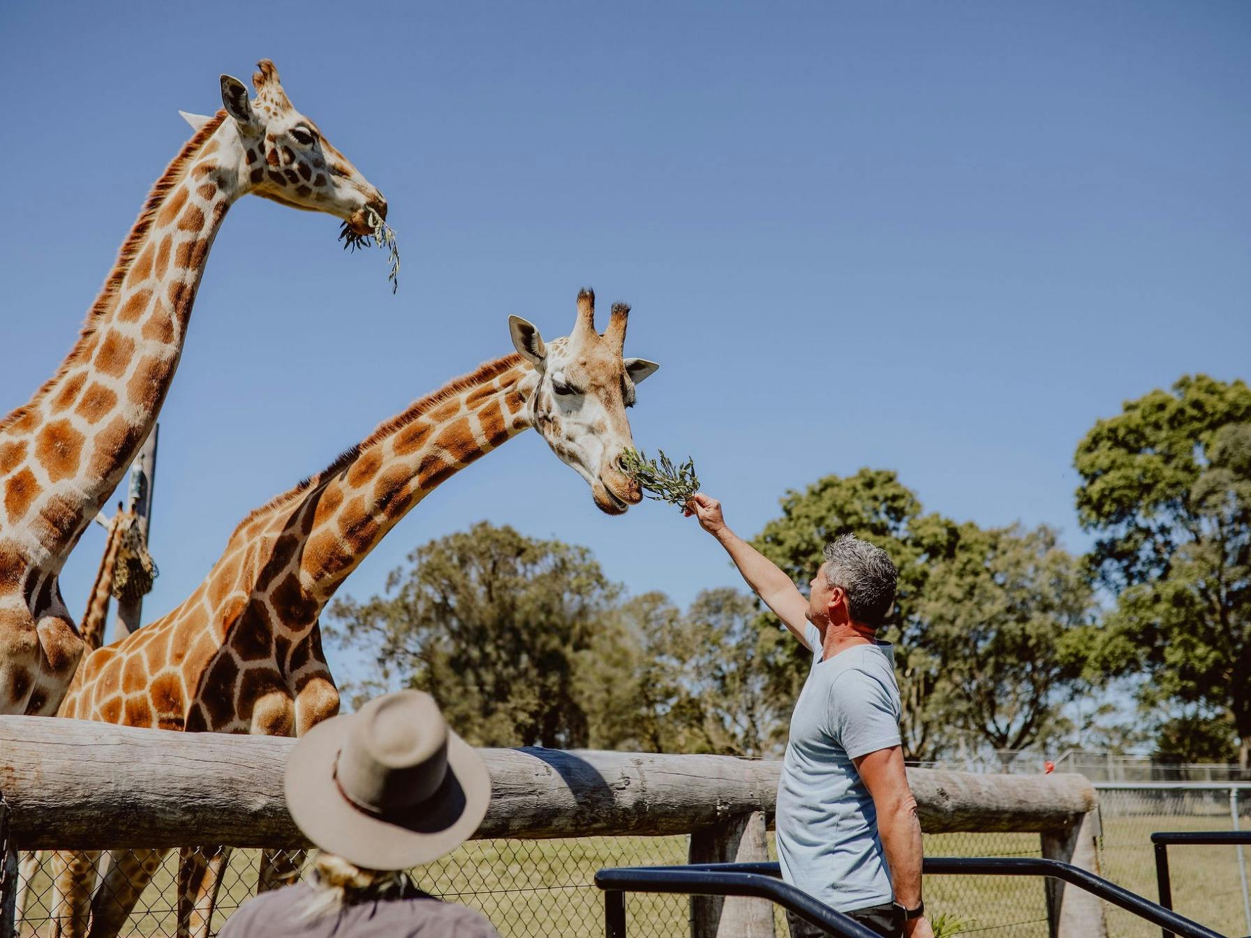 Man Feeding Giraffe
