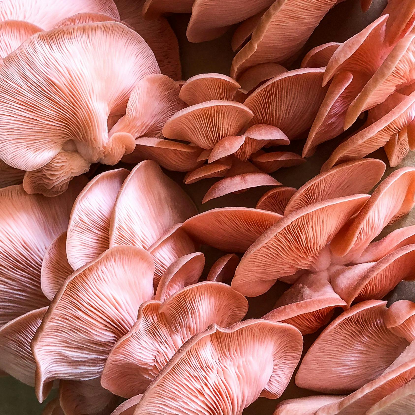 little acre pink oyster mushrooms