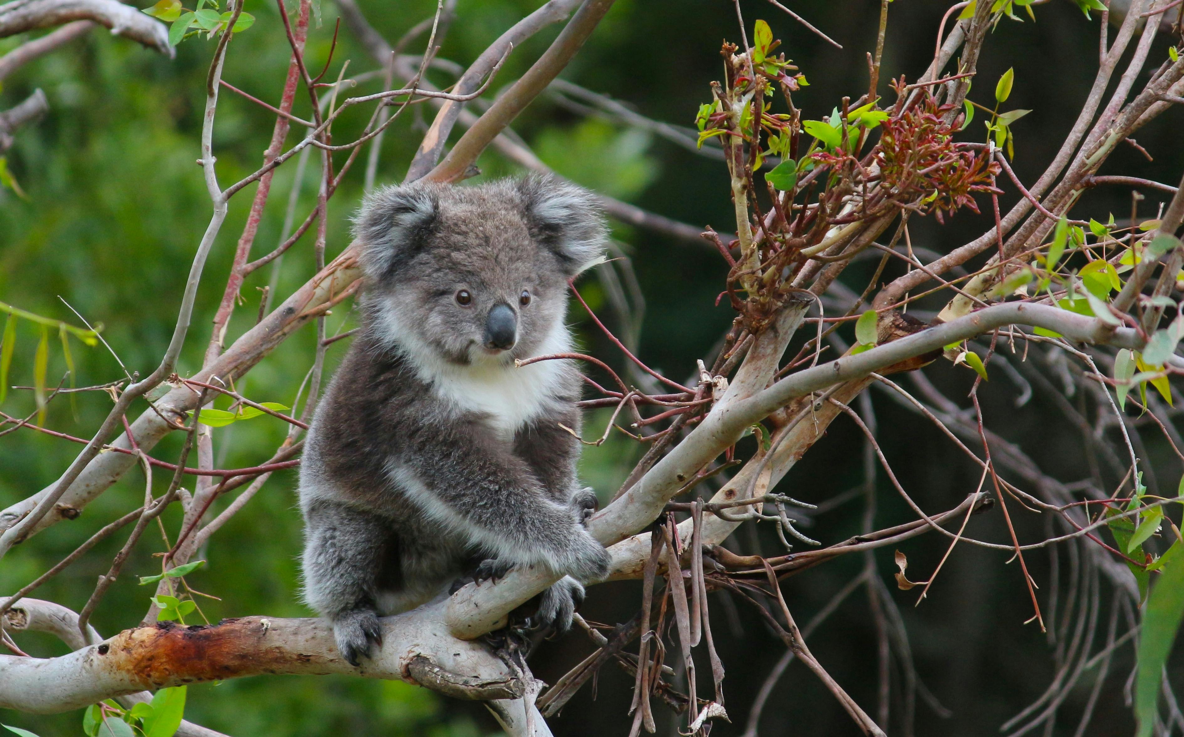 Koala