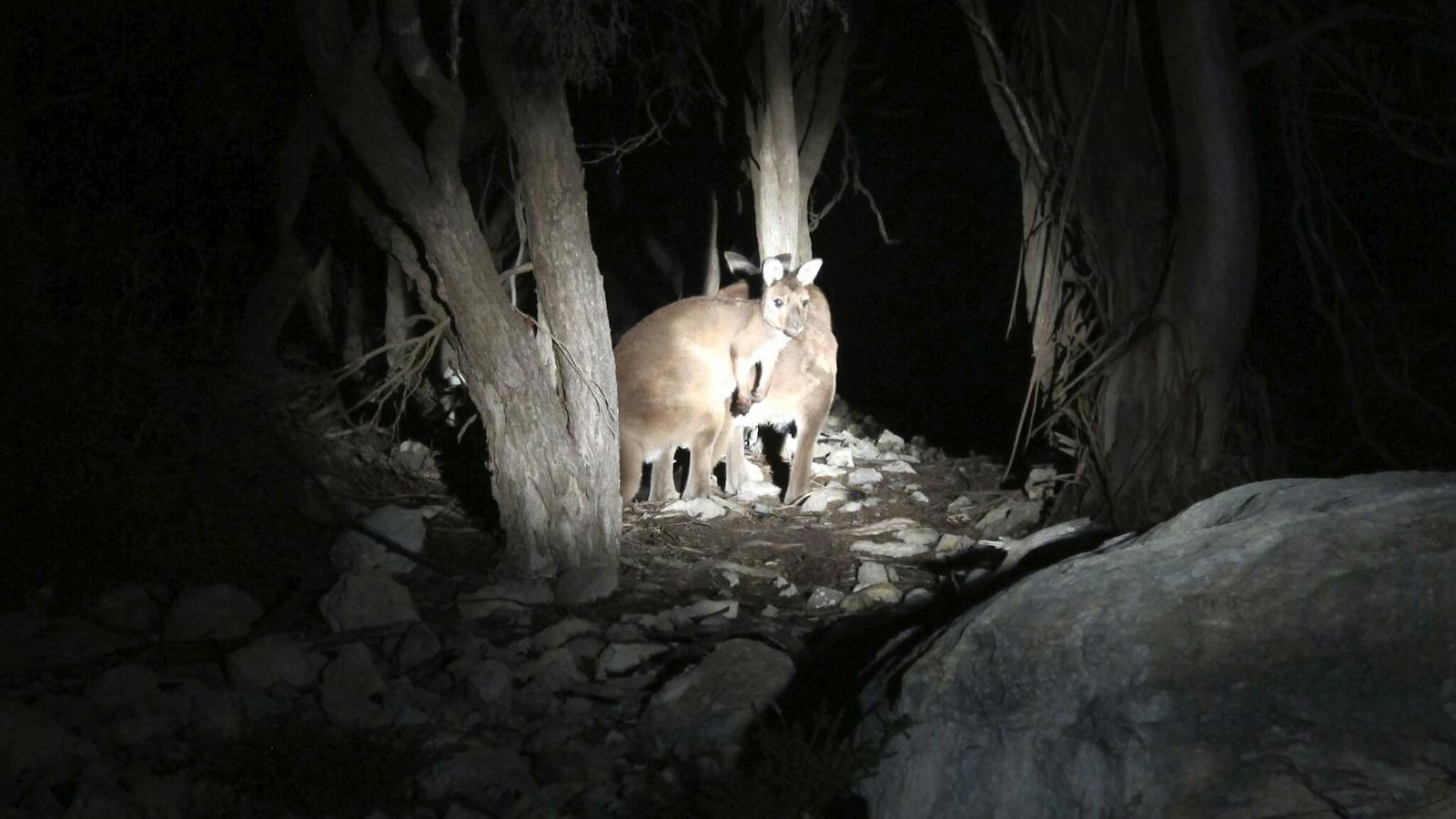 Kangaroos