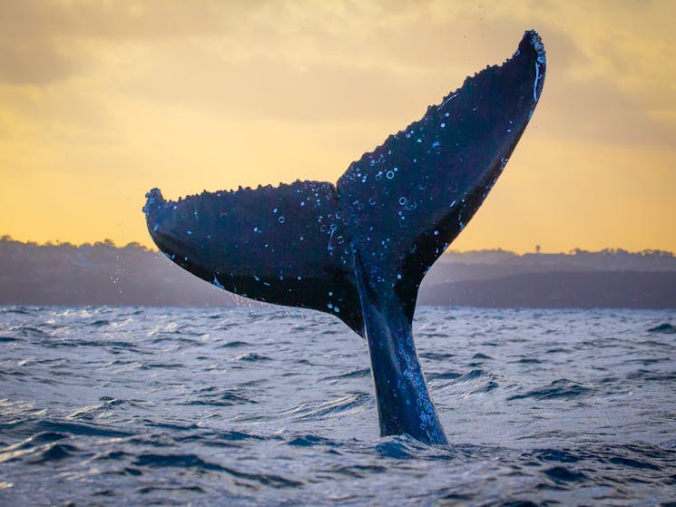 Sunset Whale Tail - Sydney