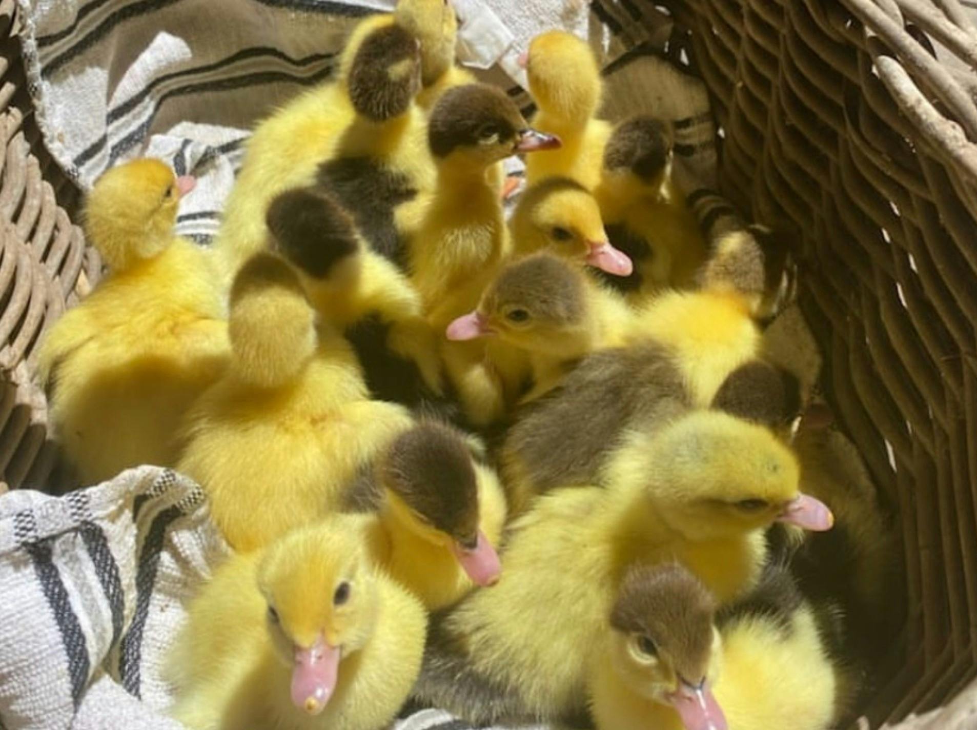 Moggill Sunday Farm Day