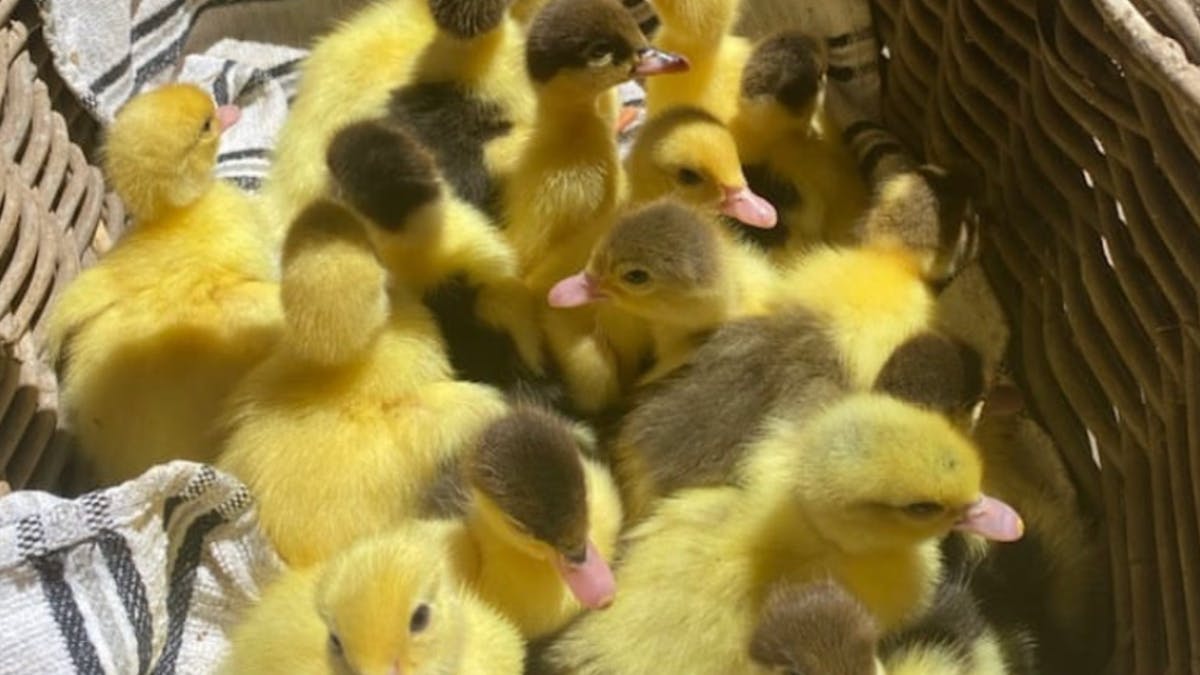 a group of ducklings in a basket