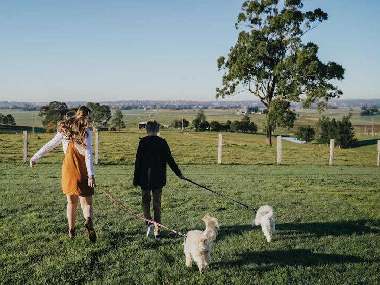 Taking dogs for a walk at Bolwarra Lookout