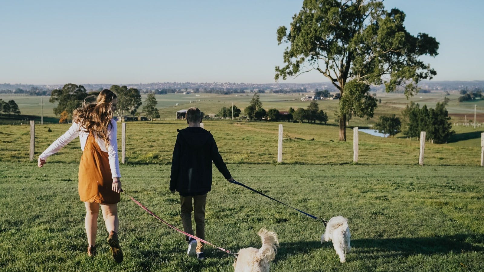 Taking dogs for a walk at Bolwarra Lookout