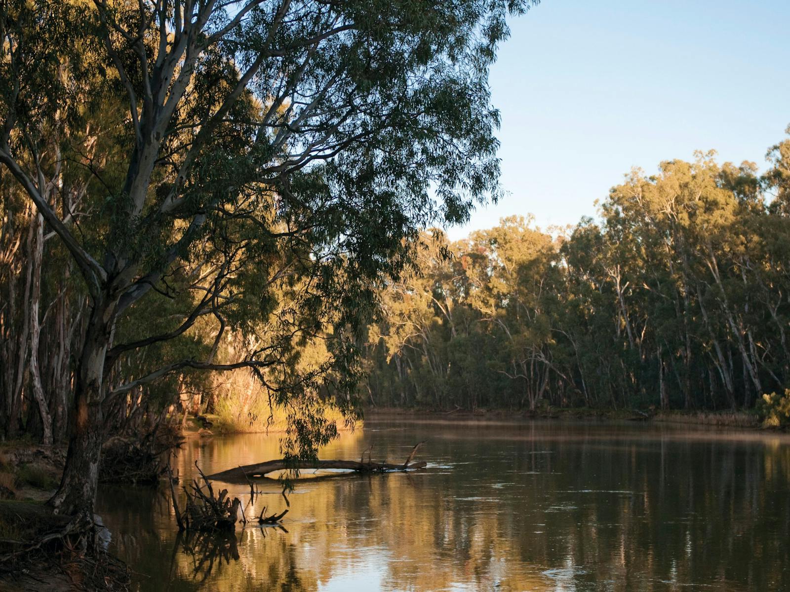 Barmah National Park