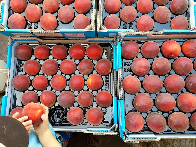 Famous Araluen peaches in trays with a child holding one