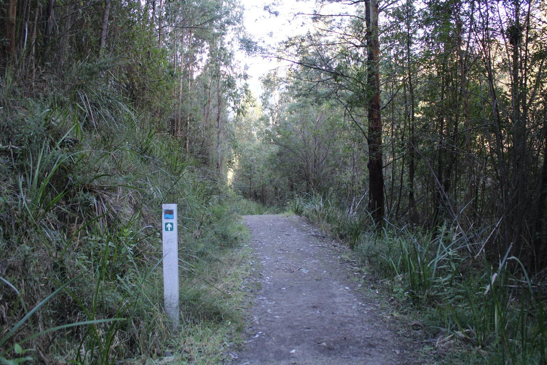 Tree Fern Gully Trail