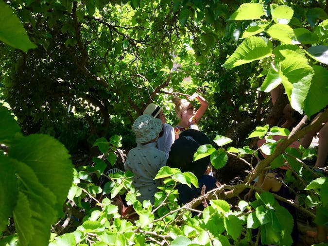 The Mulberry Tree Festival