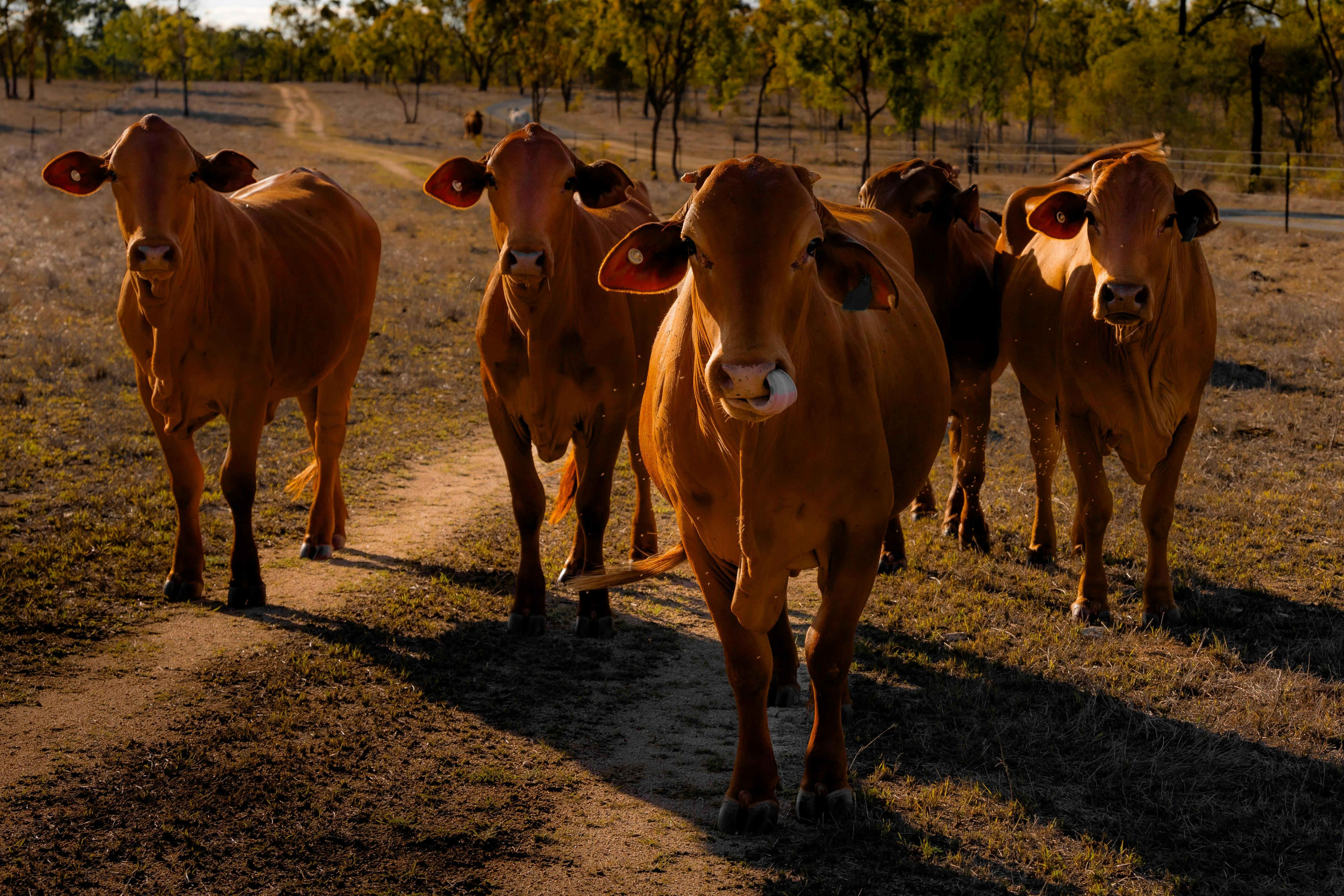 cows