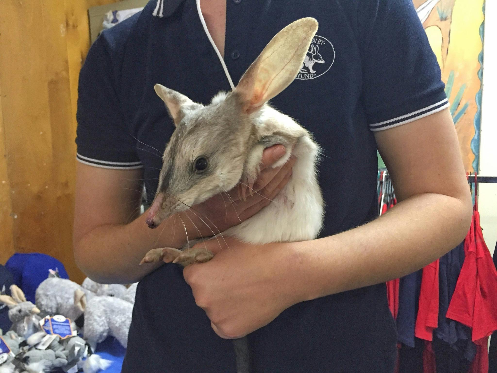 Bilby at Charleville