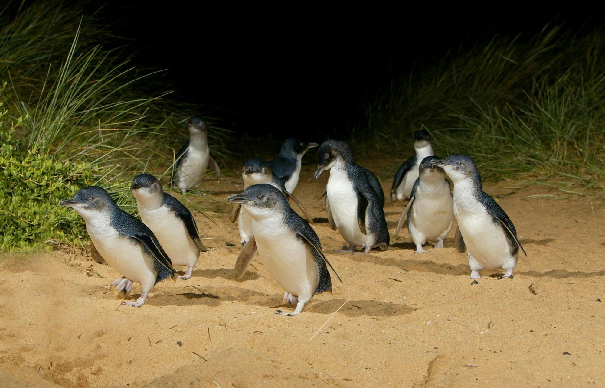 Penguin Parade Phillip Island