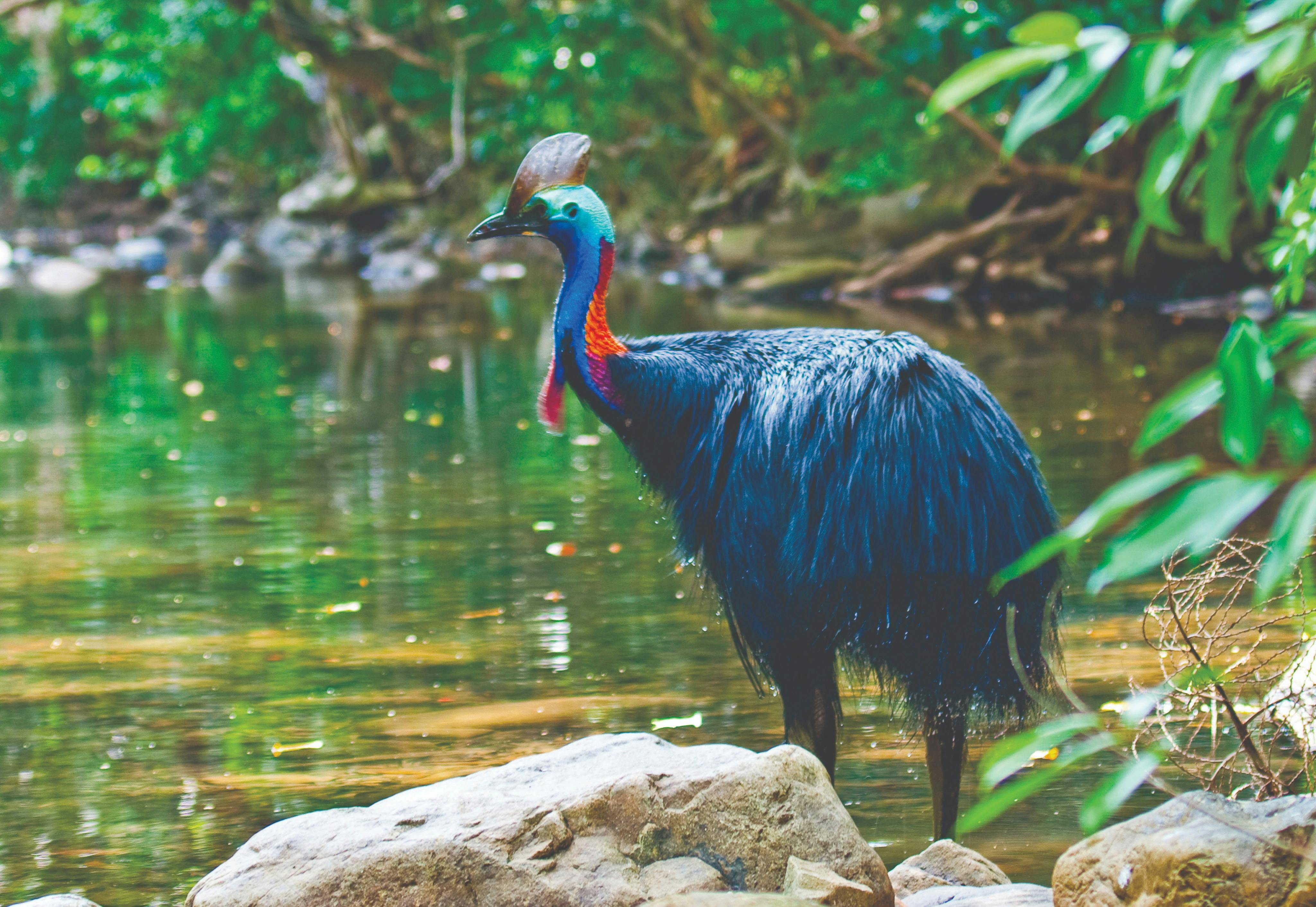 7.20am - Daintree Rainforest Tour