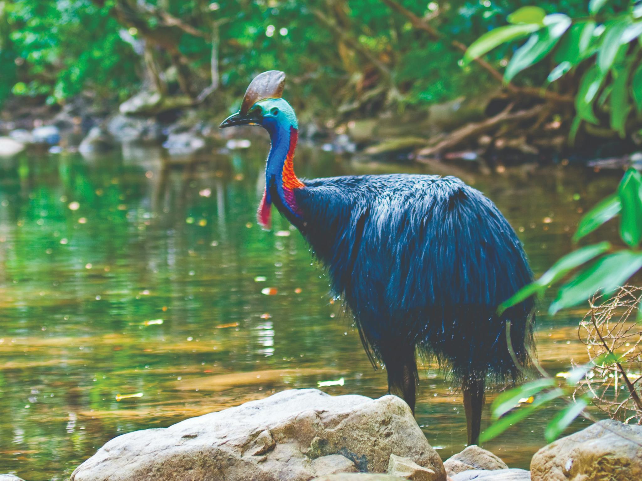 Cassowary Cassowary