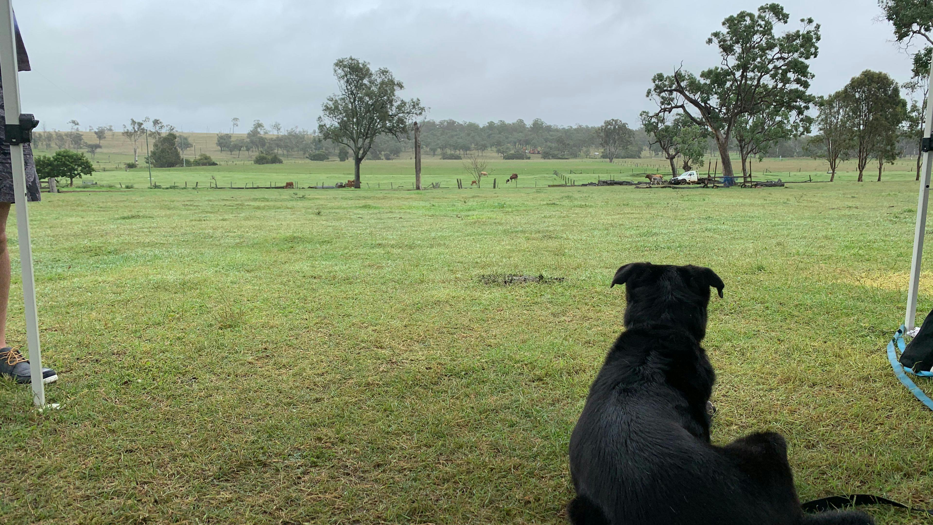Our dog loved his holiday!