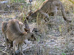 Kangaroo family by the walking trail
